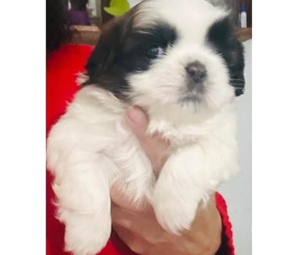 Animais estimação à venda Butantã Sao Paulo SP - Fotos para Filhote de ShihTzu