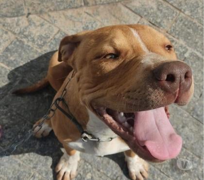 Animais estimação à venda Parelheiros Sao Paulo SP - Fotos para Vende - se filhote de Pitbull