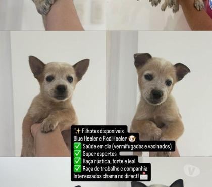 Animais estimação à venda - Fotos para Vendo filhotes de Blue Heeler e Red Heeler