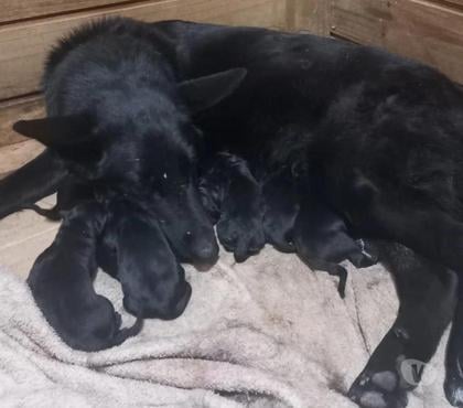 Animais Estimação à Venda - Fotos para Pastor Alemão Preto