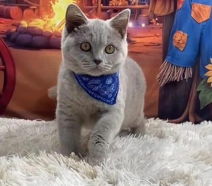 Animais Estimação à Venda Centro de Salvador Salvador BA - Fotos para Lindos filhotes de British Shorthair