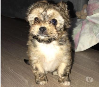 Animais Estimação à Venda - Fotos para Yorkshire Fêmea