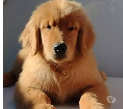 Animais Estimação à Venda - Fotos para filhotes golden retriever genetica espetacular