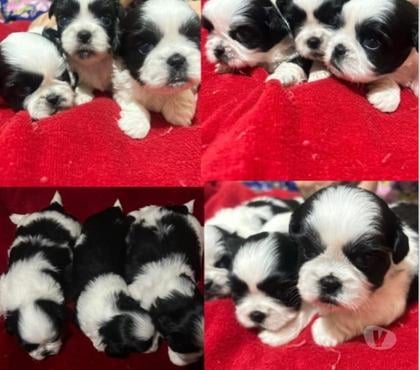 Animais estimação à venda - Fotos para Shitszus FÊMEAS