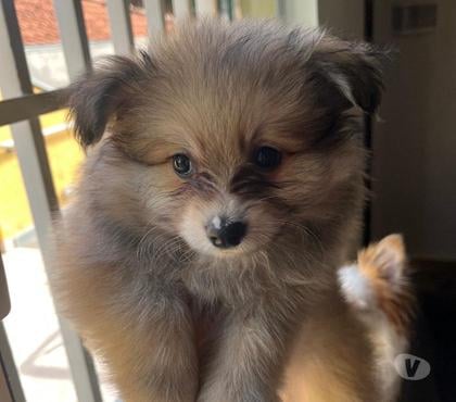 Animais Estimação à Venda Vila Prudente Sao Paulo SP - Fotos para Spitz Alemão Macho