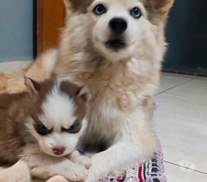 Animais Estimação à Venda - Fotos para Filhotes de pomsky F2 legítimo
