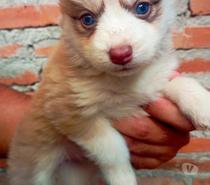 Pomsky F2 legítimo . Envio para todo país