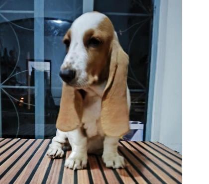 Animais Estimação à Venda - Fotos para Filhote de Basset haund