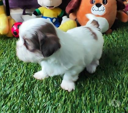 Animais Estimação à Venda - Fotos para Filhotes de shihtzu