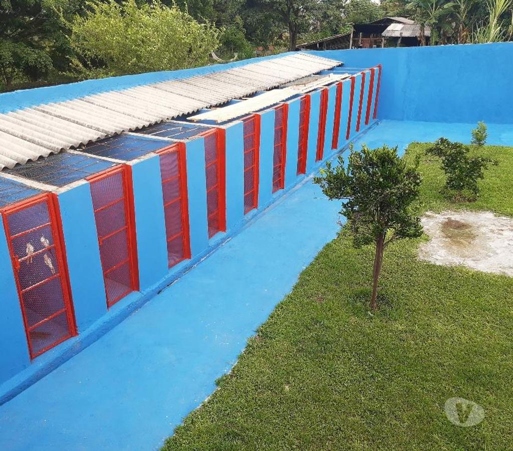 Veterinários - Serviços - Acessórios Gama DF - images_alt_text HOTEL PARA CÃES E GATOS 61 991085134 whatsapp