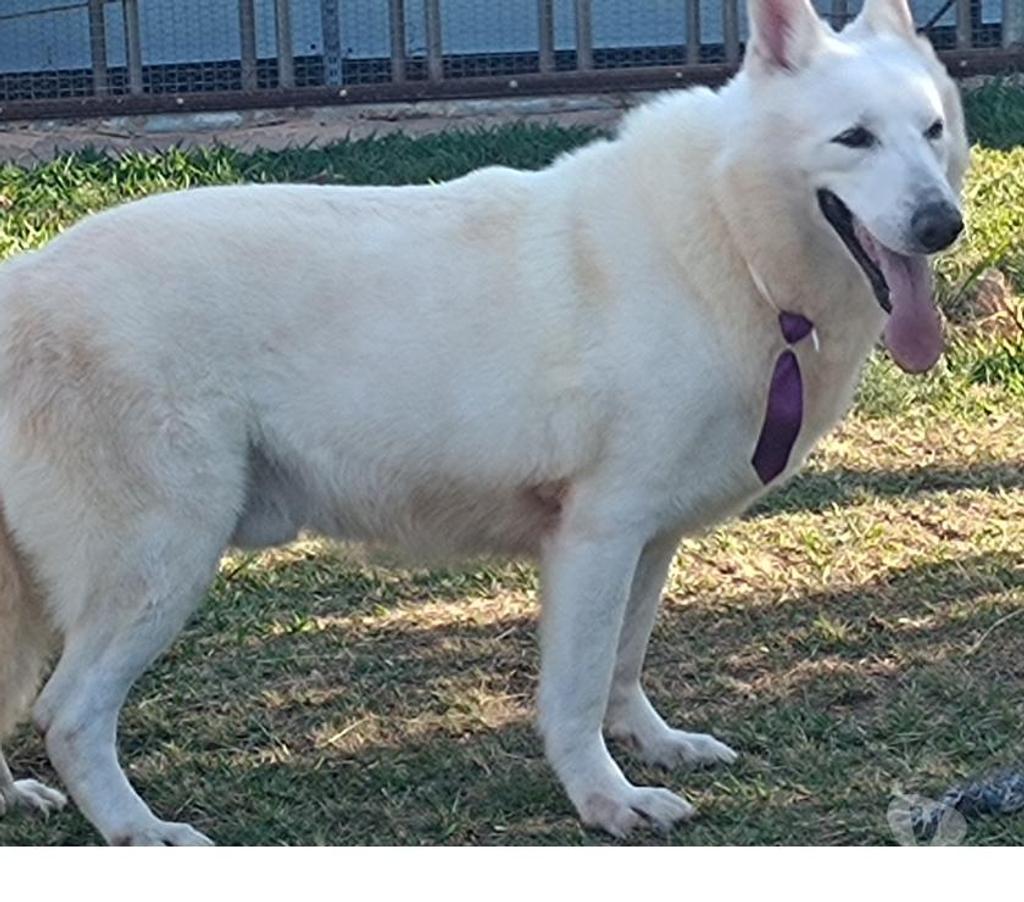 Veterinários - Serviços - Acessórios Gama DF - images_alt_text HOTEL PARA CÃES E GATOS 61 991085134 whatsapp