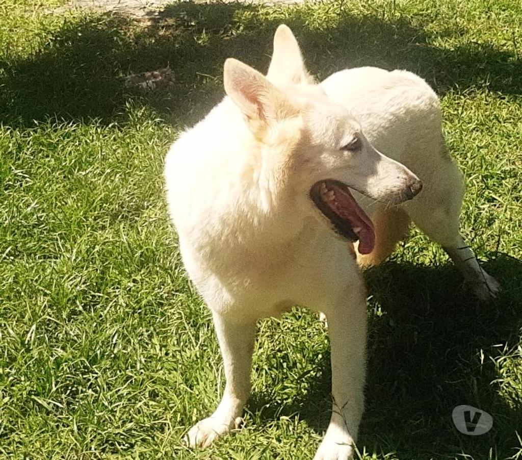 Veterinários - Serviços - Acessórios Gama DF - images_alt_text HOTEL PARA CÃES E GATOS 61 991085134 whatsapp