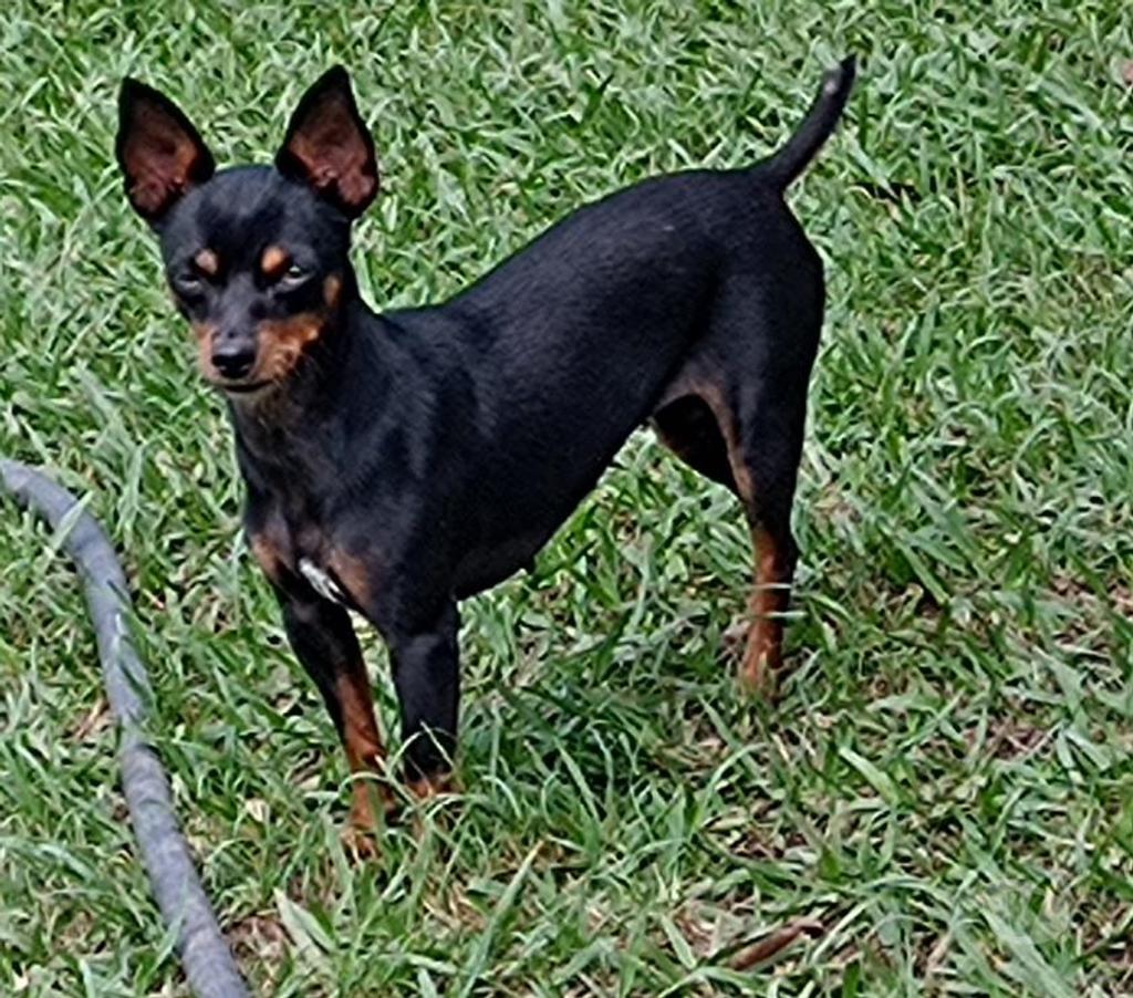 Veterinários - Serviços - Acessórios Gama DF - images_alt_text HOTEL PARA CÃES E GATOS 61 991085134 whatsapp