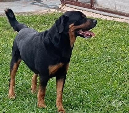 Veterinários - Serviços - Acessórios - images_alt_text HOTEL PARA CÃES E GATOS 61 991085134 whatsapp