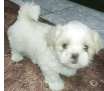 Animais estimação à venda - Fotos para Filhotes de shitzu