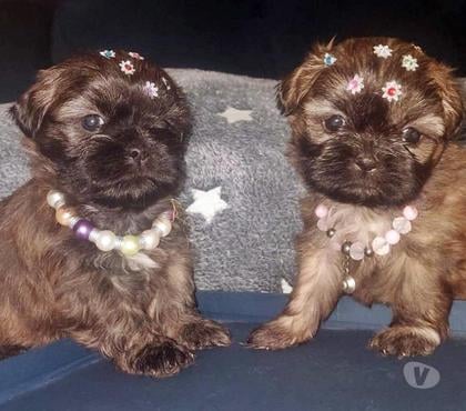 Animais Estimação à Venda - Fotos para Filhotes de Shih Tzu à Pronta Entrega