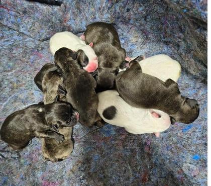 Animais estimação à venda - Fotos para Filhotes de Bulldog Frances