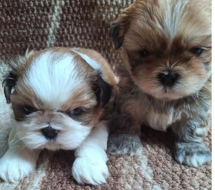 Animais Estimação à Venda Itaim Paulista Sao Paulo SP - Fotos para Filhotes de Shihtzu Macho