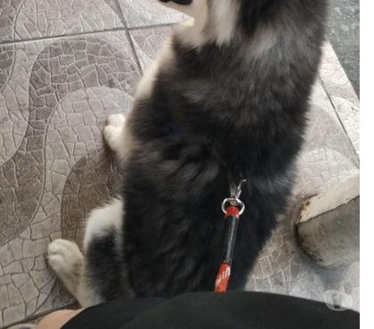 Animais Estimação à Venda Jabaquara Sao Paulo SP - Fotos para Husky siberiano