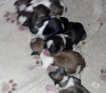 Animais Estimação à Venda - Fotos para Vendo ninhada de Shitzu