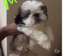 Lindos filhotes de Shih Tzu PUROS