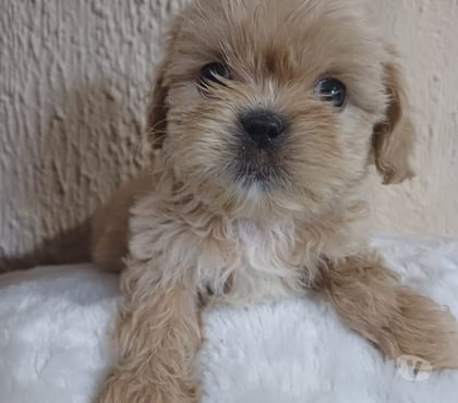 Animais estimação à venda - Fotos para Venda filhotes shitzu