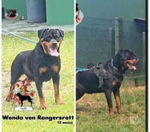 Filhotes rottweiler