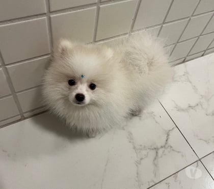 Animais Estimação à Venda - Fotos para Lulu da pomerania spitz alemão