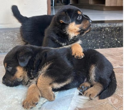Animais Estimação à Venda Porto Alegre Norte Porto Alegre RS - Fotos para Rottweiler filhotes
