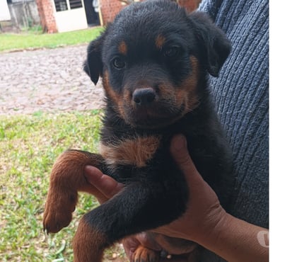 Animais Estimação à Venda - Fotos para Lindo macho de rotivalle puro
