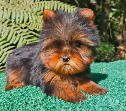 Animais Estimação à Venda Matriz Curitiba PR - Fotos para Filhotes de YORKSHIRE em Curitiba criação responsável