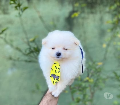 Animais Estimação à Venda - Fotos para 🐾 Vendo Lindo Filhote de Spitz Alemão 🐾
