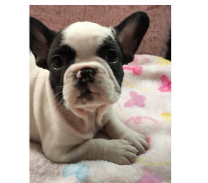 Animais Estimação à Venda Jacarepaguá Rio de Janeiro RJ - Fotos para Lindas fêmeas da raça Bulldog Francês CBKC