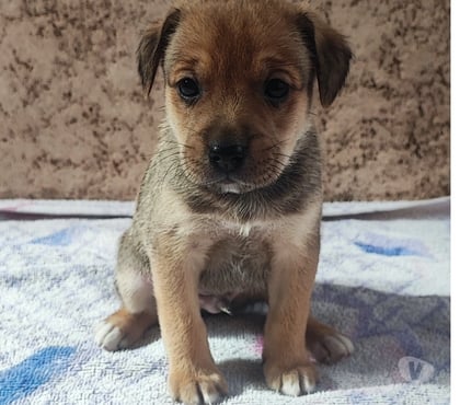 Adoção Animais de Estimação - Fotos para Procura-se um lar