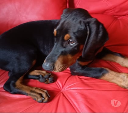 Animais estimação à venda - Fotos para Filhotes de dobermann