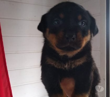 Animais Estimação à Venda - Fotos para Filhotes de rottweiler