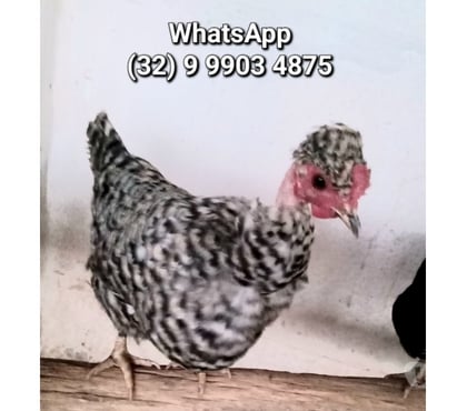 Animais do Campo - Fotos para Mini garnizé Nanico suro e polaco ovos galados férteis