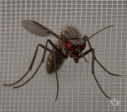 Reparo - Conserto - Reforma Recreio Rio de Janeiro RJ - Fotos para TELAS MOSQUITEIRO