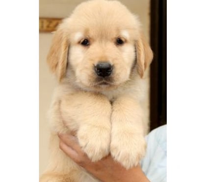 Animais estimação à venda Santana Sao Paulo SP - Fotos para golden retriever machos e femeas disponiveis