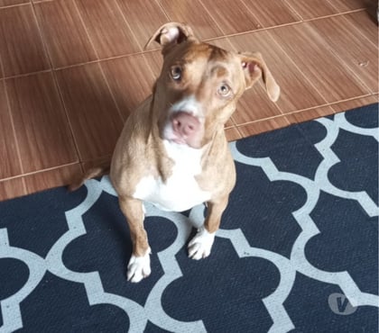 Adoção animais de estimação Campo Grande, São Paulo Sao Paulo SP - Fotos para Adote a Mel , pelo amor de Deus !!!