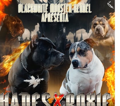 Animais Estimação à Venda - Fotos para Filhotes de pitmonster