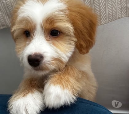 Animais Estimação à Venda Vila Mariana Sao Paulo SP - Fotos para Cachorro filhote