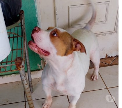 Animais estimação à venda Parelheiros Sao Paulo SP - Fotos para Vendo Filhotes de PitBull American Bully