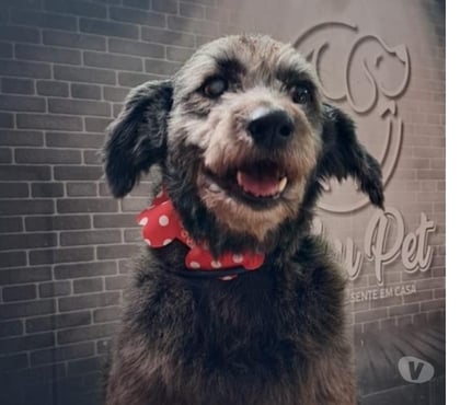 Adoção Animais de Estimação Sapopemba Sao Paulo SP - Fotos para Princesa precisa de um lar