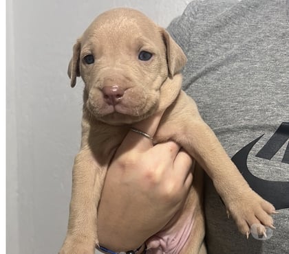 Animais estimação à venda Brasilandia Sao Paulo SP - Fotos para Vende-se filhotes de American pitibull terrier