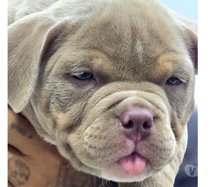 Animais Estimação à Venda - Fotos para American bully pocket e standart