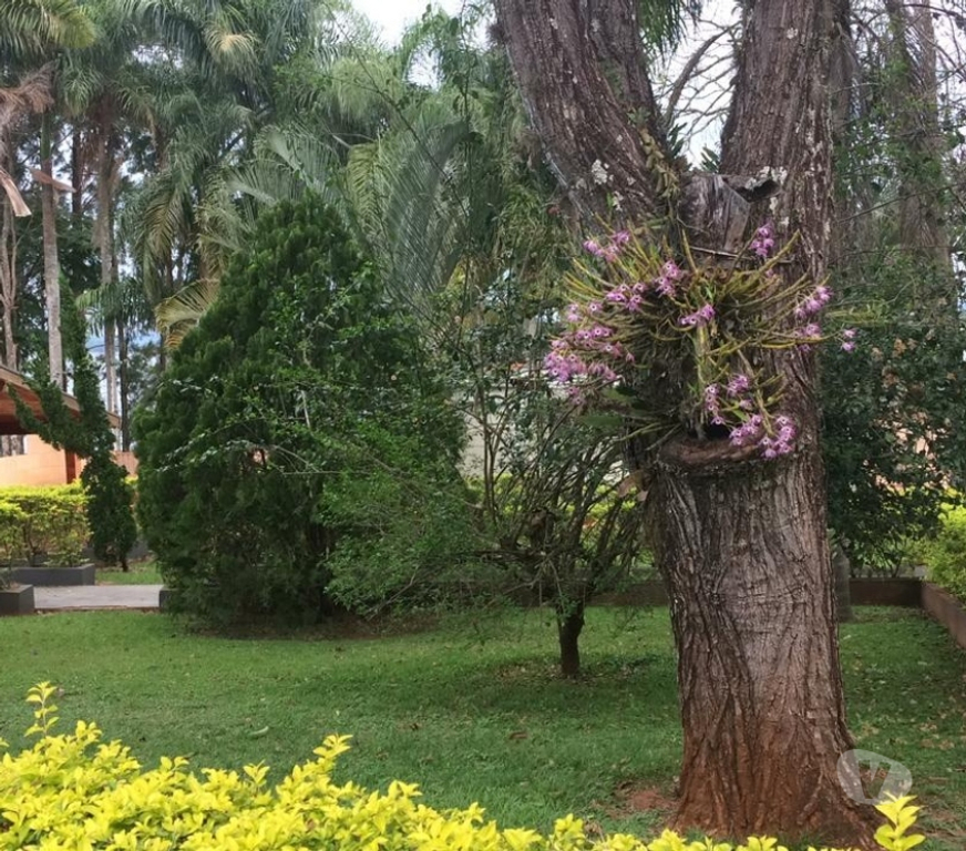 Fazendas - Sitios à venda Avare SP - Fotos para Impecável Chácara em Avaré c 12100 metros.Oportunidade!