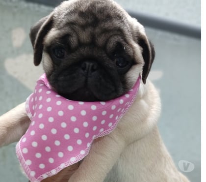 Animais estimação à venda Itaquera Sao Paulo SP - Fotos para Filhotes pug abricot seu novo amigo