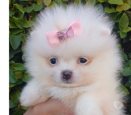 Animais Estimação à Venda Itaquera Sao Paulo SP - Fotos para Spitz alemão Anão