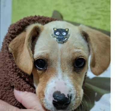 Adoção Animais de Estimação - Fotos para Elionor está a procura de um lar